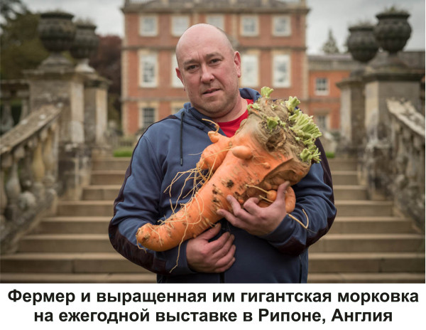 Мем, Тьмуша