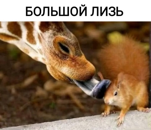 Мем, Рысь