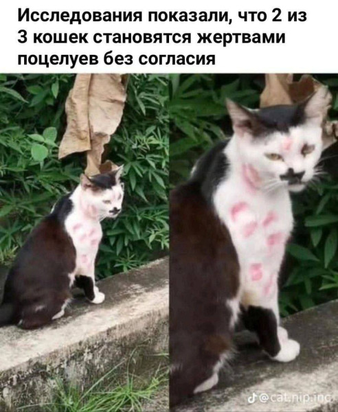 Мем, Максим Камерер