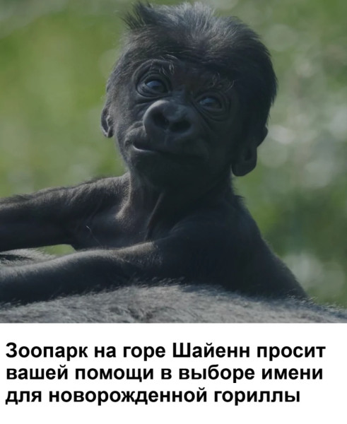Мем, immar