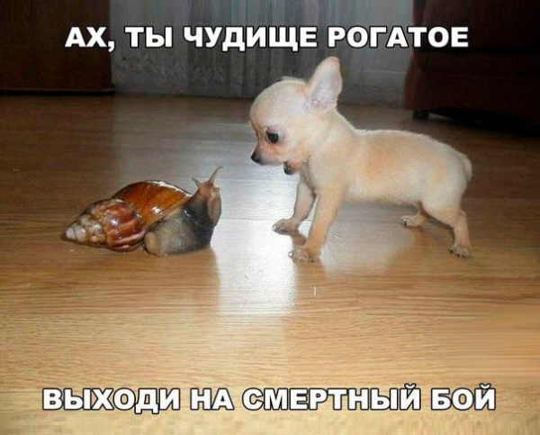 Мем, Кот Отморозкин