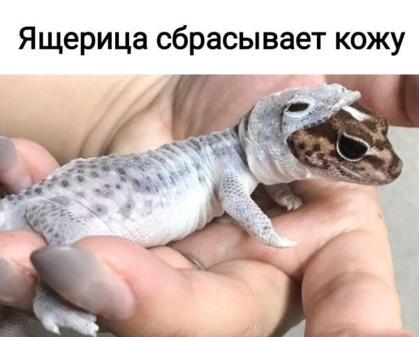 Мем, Рысь