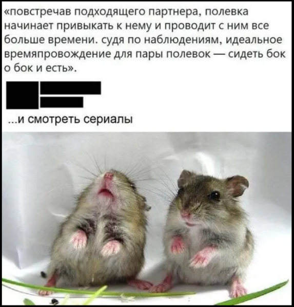 Мем, михельсон