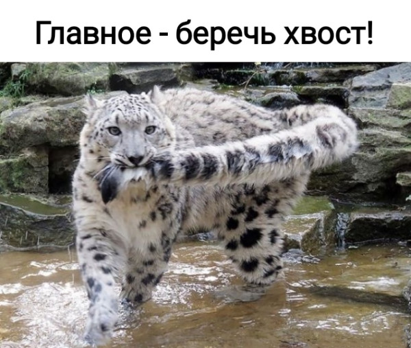 Мем, Рысь Мем, Рысь