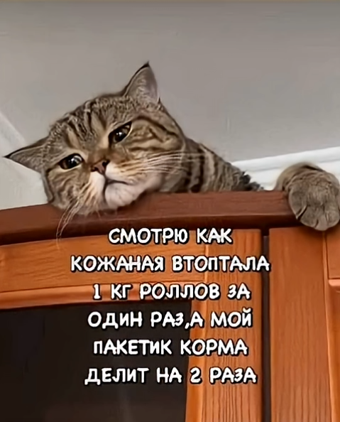 Мем, immar Мем, immar