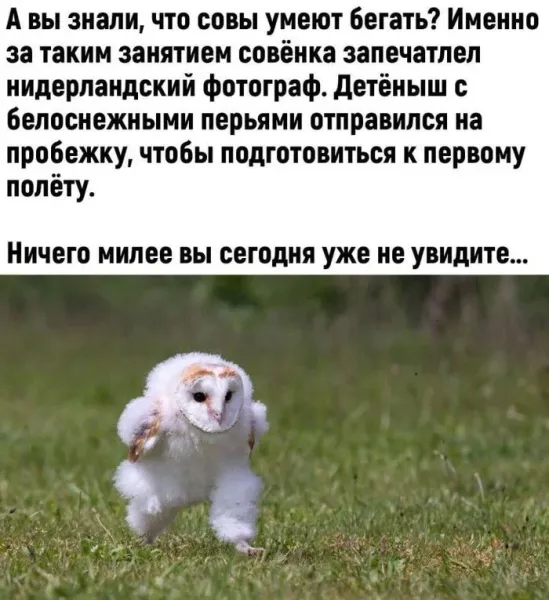 Мем, Смехалка