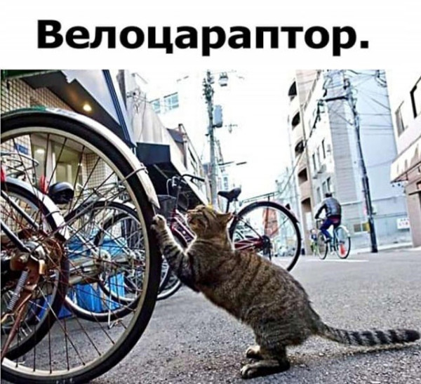 Мем: Юмор на день, Юмористка