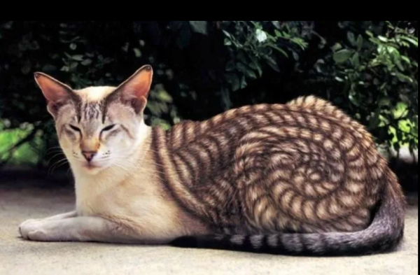 Мем, михельсон