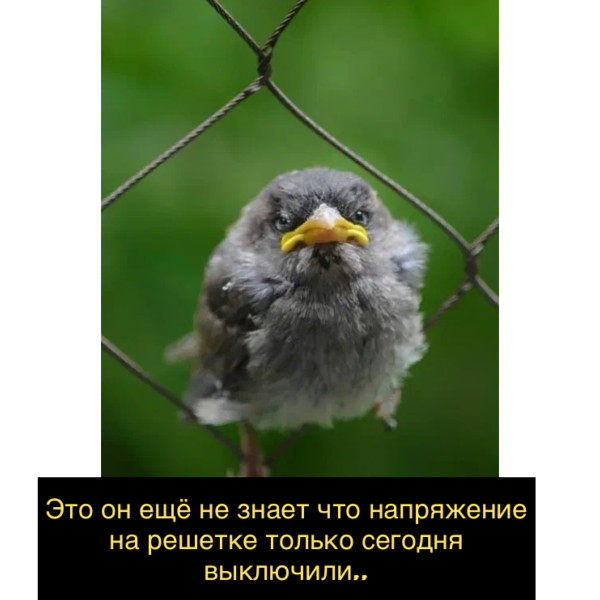 Мем: Воробей⚠️, DVD Мем: Воробей⚠️, DVD