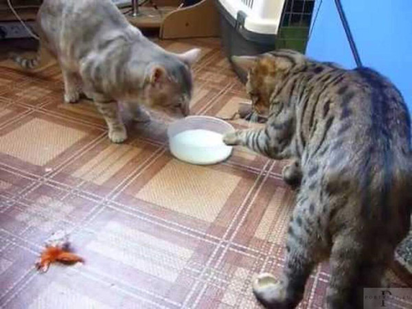 Мем: Все просто понять Мем: Все просто понять