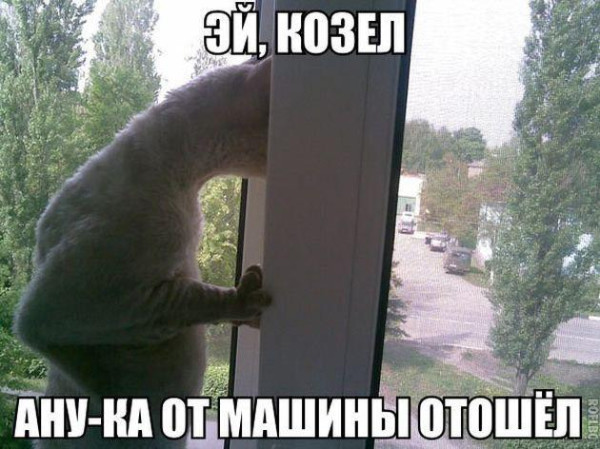 Мем: Юмор, Юмористка