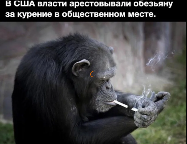 Мем, михельсон Мем, михельсон