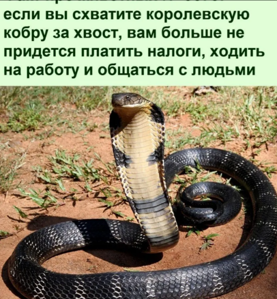 Мем, михельсон