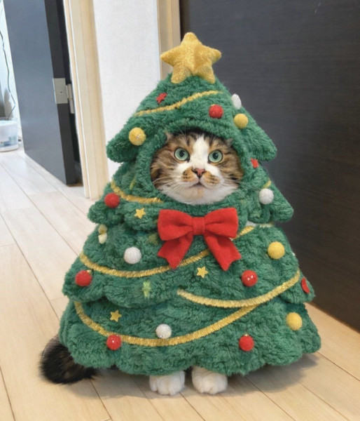 Мем: Здравствуйте. Я нарядила ёлку. Кто не разбирается в ёлках, просьба не комментировать., henh Мем: Здравствуйте. Я нарядила ёлку. Кто не разбирается в ёлках, просьба не комментировать., henh