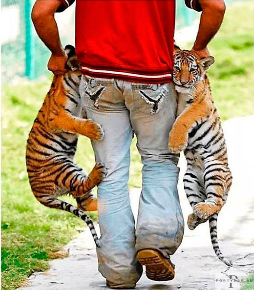 Мем: 31 января День зебры