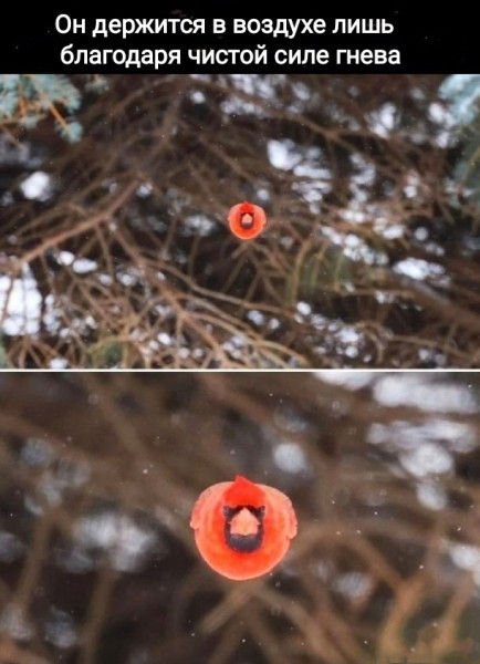 Мем, Рысь Мем, Рысь