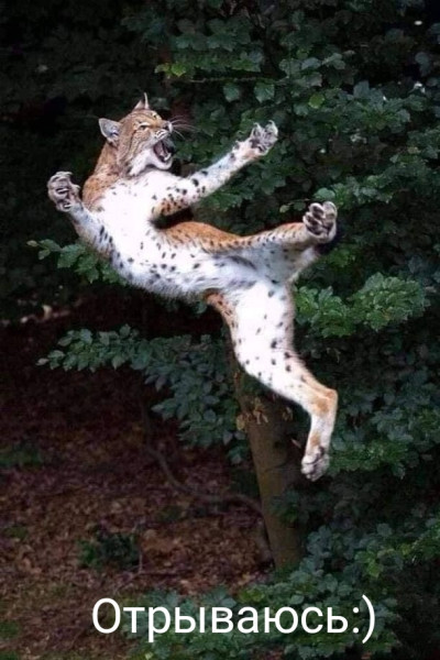 Мем, Рысь Мем, Рысь