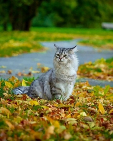Мем, Александр Скоро