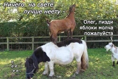Мем, Максим Камерер Мем, Максим Камерер