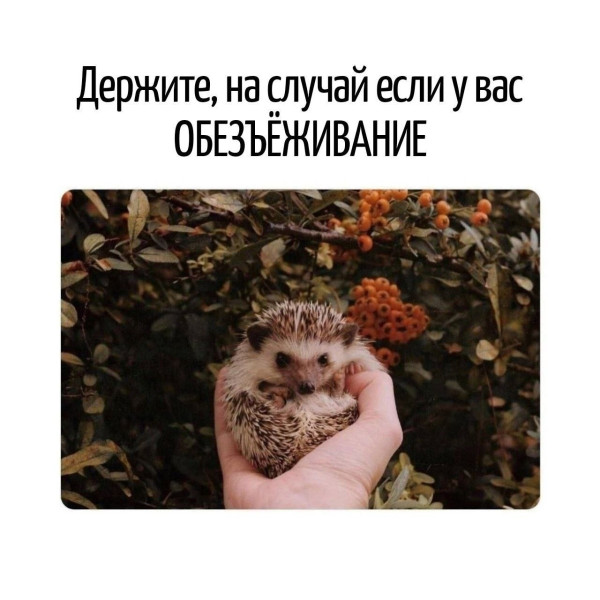 Мем, Bassplayer