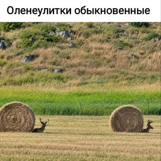 Мем, Рысь Мем, Рысь