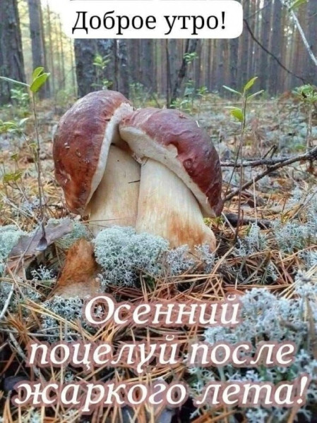 Мем, Алекс Гудков