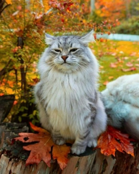 Мем, Александр Скоро Мем, Александр Скоро