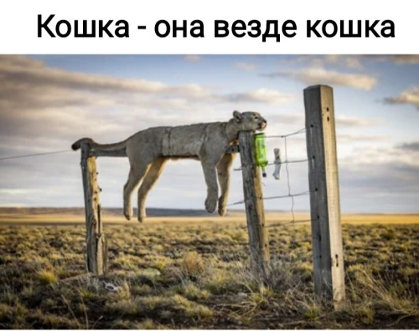 Мем, Рысь