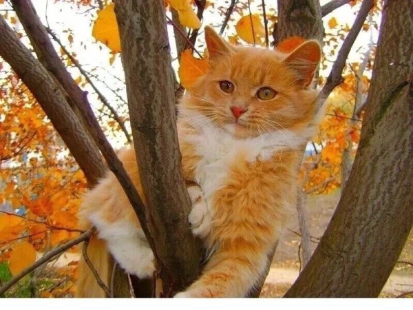 Мем: 🍁😼🍂, Вовочка059