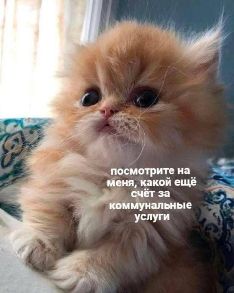 Мем, Антиклептократ