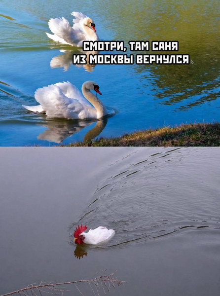 Мем, Ashmedai
