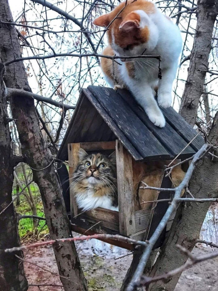 Мем, Александр Скоро Мем, Александр Скоро