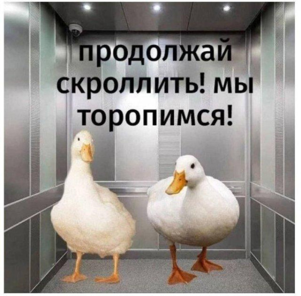 Мем, Bassplayer