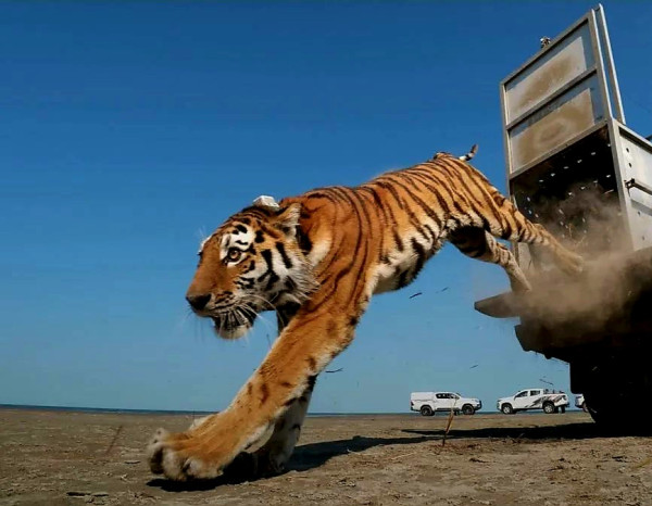 Мем: 🐅 Мем: 🐅