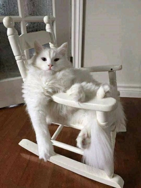 Мем, Александр Скоро