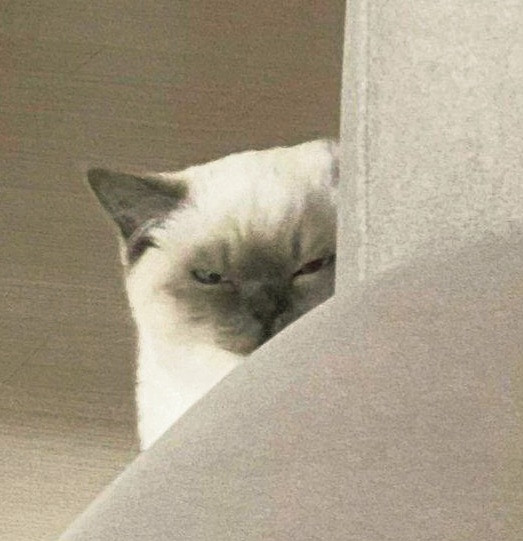 Мем: 😾 Значит, тапком мне вздумал грозить? Мем: 😾 Значит, тапком мне вздумал грозить?