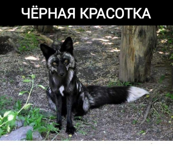 Мем, Рысь Мем, Рысь