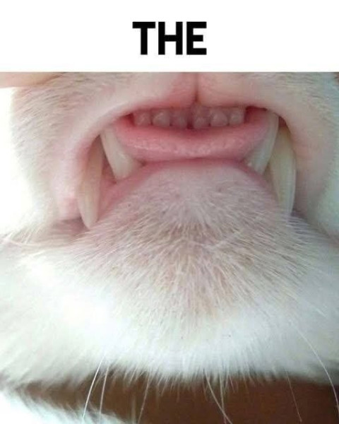 Мем