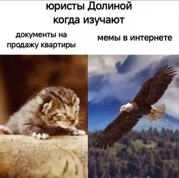Мем, Petrovic Мем, Petrovic