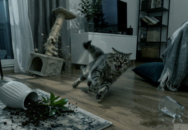 Мем: 29 октября День кошки – National Cat Day USA Мем: 29 октября День кошки – National Cat Day USA