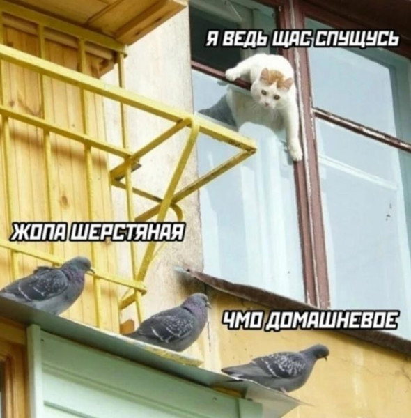 Мем, Антиклептократ