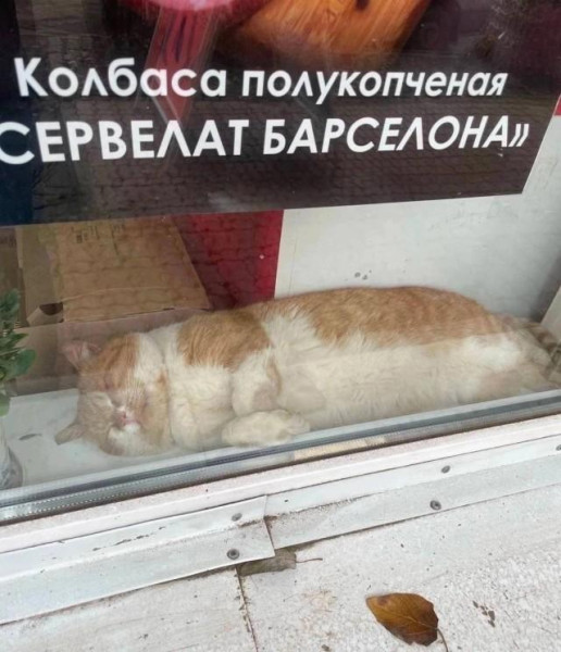 Мем: Котбаса полукопчёная, Антиклептократ