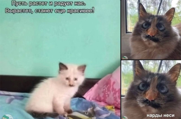 Мем, Максим Камерер