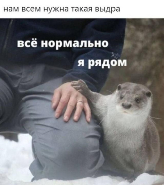 Мем: Дикая выдрочка, Антиклептократ Мем: Дикая выдрочка, Антиклептократ