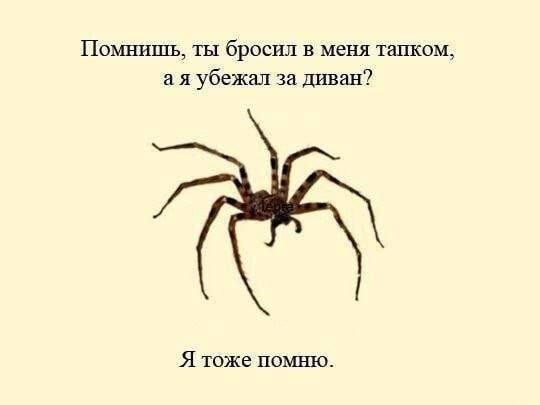 Мем: тапкой, Антиклептократ Мем: тапкой, Антиклептократ