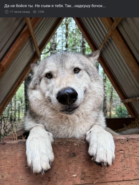Мем, Mghost Мем, Mghost