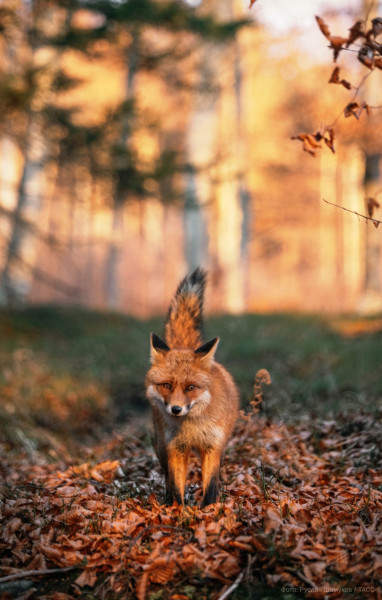 Мем: 🍁 Лиса в лесу осеннем 🍂, Вовочка059