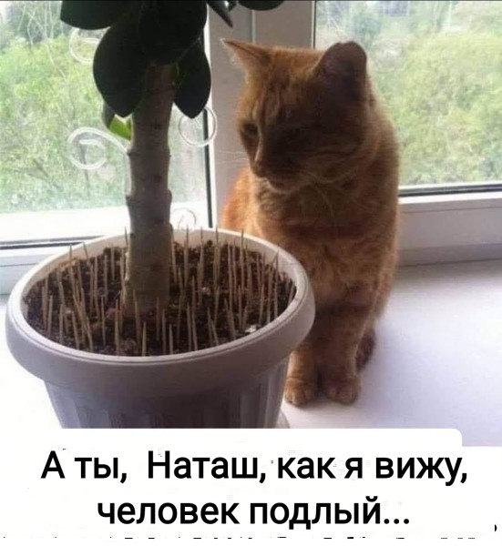 Мем, Рысь
