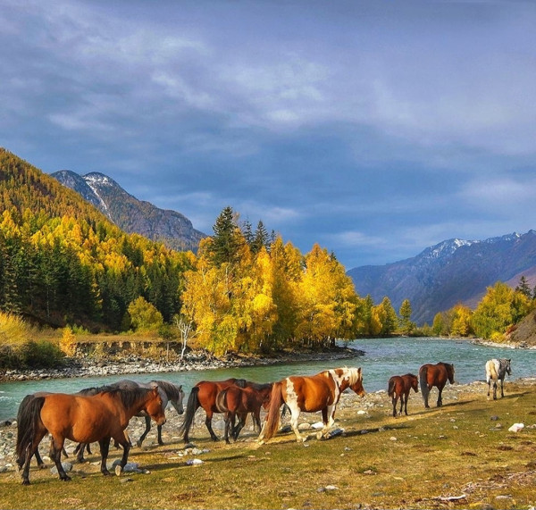 Мем: 🍁 🐎 🐎 🐎 🍂 Мем: 🍁 🐎 🐎 🐎 🍂