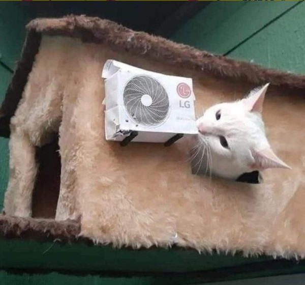 Мем: Домик для котика, Антиклептократ